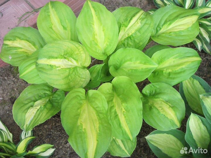 Коллекционные хосты