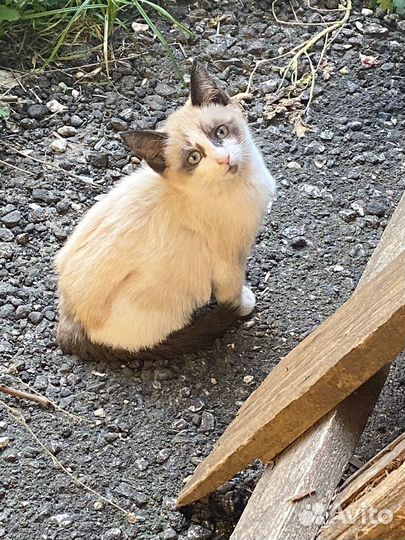 Кошки в добрые руки