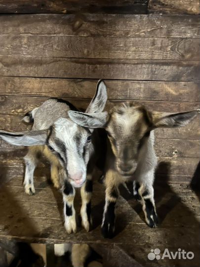 Козлята