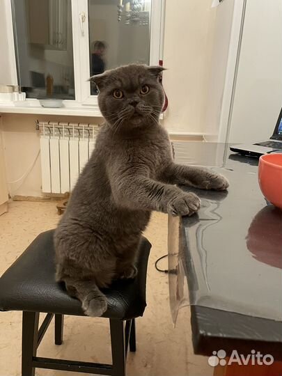 Присмотр за животными