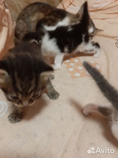 Котята в добрые руки