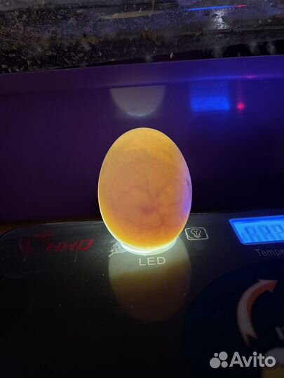 Утка Агидель, Яйцо