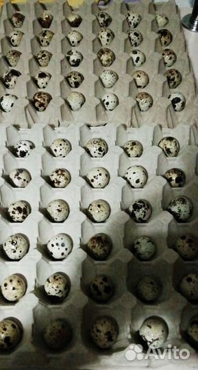 Инкубационное яйцо перепелов