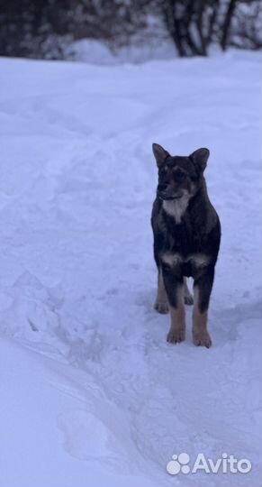 Собака щенок бесплатно в добрые руки