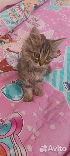 Котенок в добрые руки