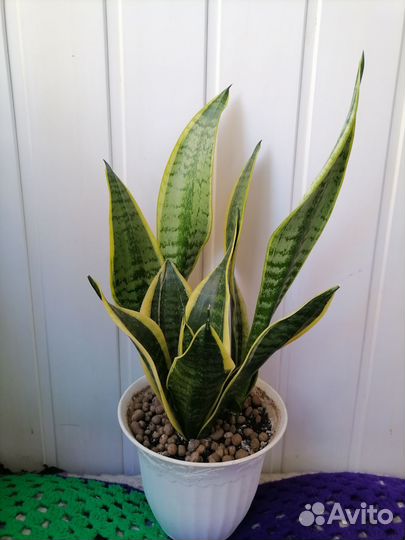 Сансевиерия футура суперба