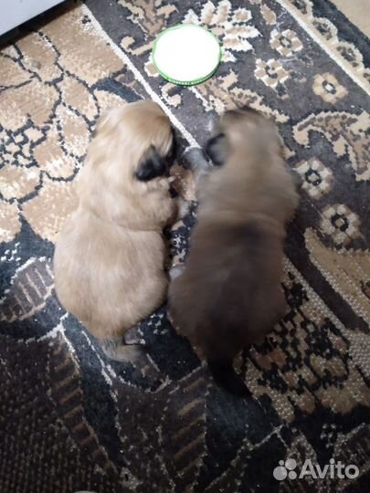 Щенки пекинеса