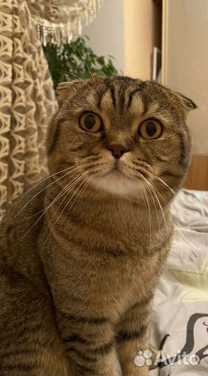 Кот на вязку вислоухий шотландец