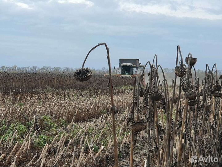 Масло подсолнечное