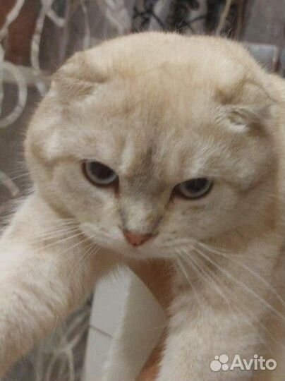 Шотландский кот вязка