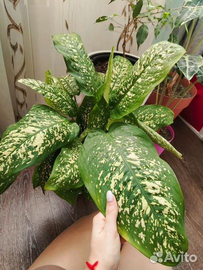 Диффенбахия