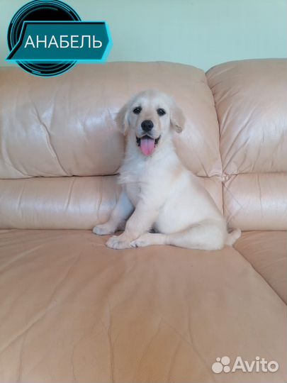 Золотое счастье Голден Ретривер щенки(с док.)