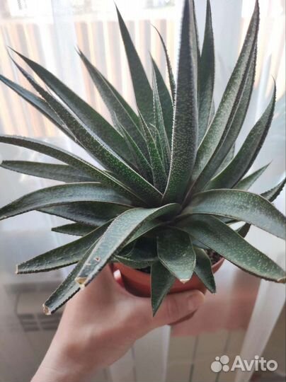 Суккуленты, цветы комнатные