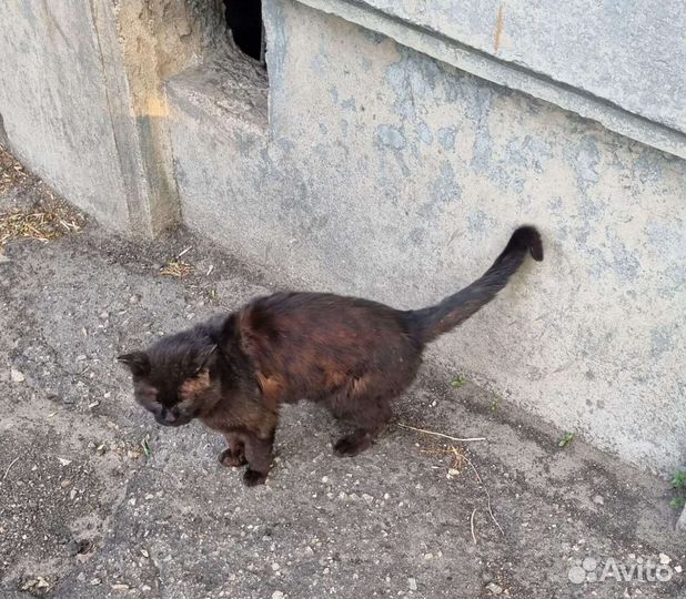 Котик очень нуждается в доме