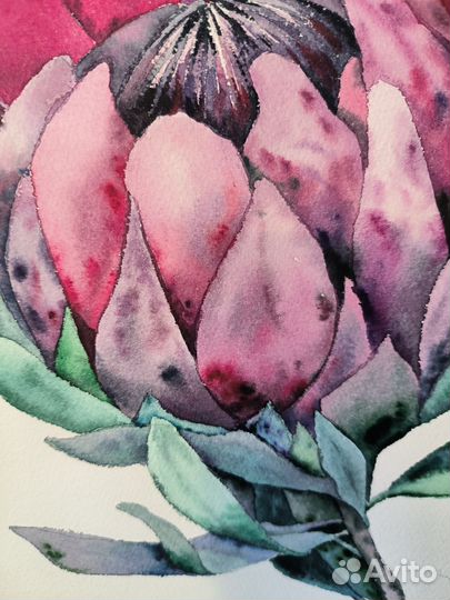 Интерьерная картина цветок протея акварелью