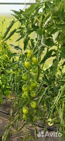 Капельный полив жук 60