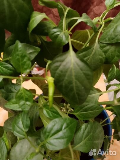 Перец комнатный острый