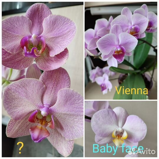 Орхидея фаленопсис