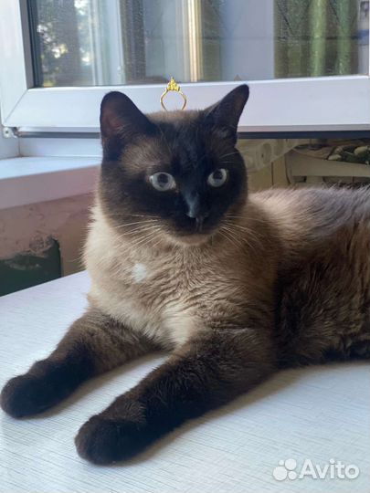 Кот в добрые руки