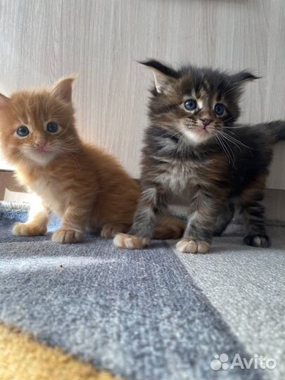 Котята мейн-кун