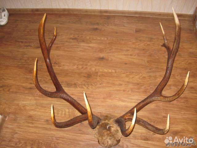 Трофейные рога марала. Рога благородного оленя на медальоне. Рога благородного оленя 5 букв. Рога молодого оленя. Рога марала.