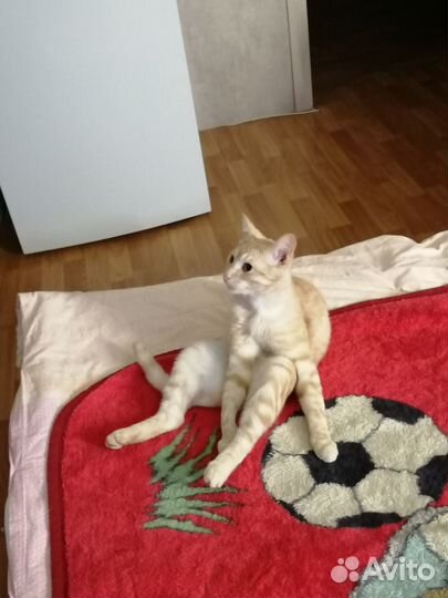 Молодой кот в дар