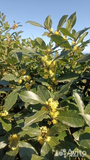 Лавровый лист (сухой)