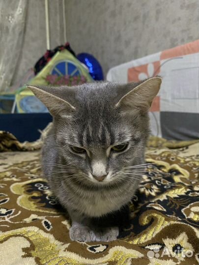 Кошка в добрые руки бесплатно