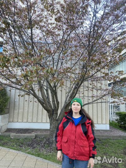 Репетитор по русскому и английскому, литературе