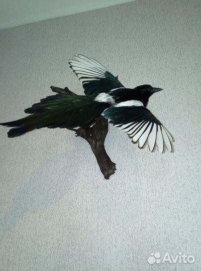 Чучело сороки