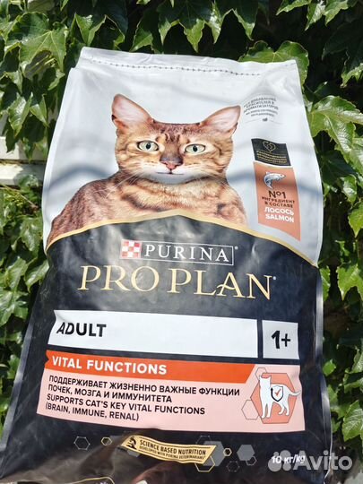 Про план для кошек сухой