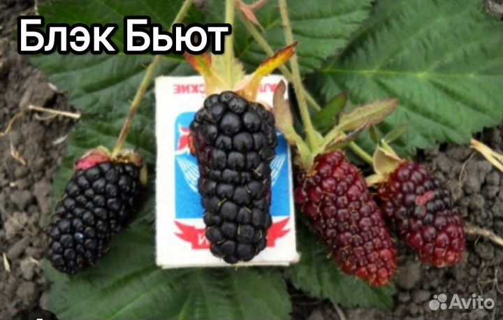 Саженцы ежевики