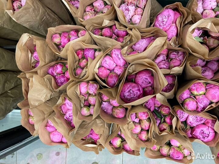 Пионы опт розница букет