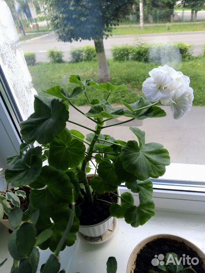 Пеларгония герань