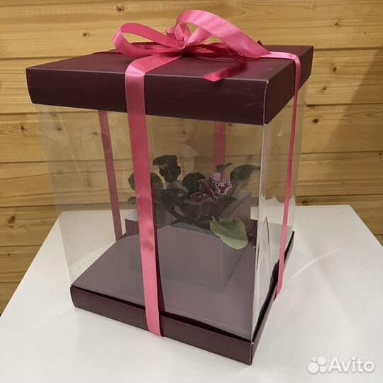 Фиалка (сенполия)