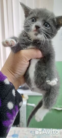 Милые котята