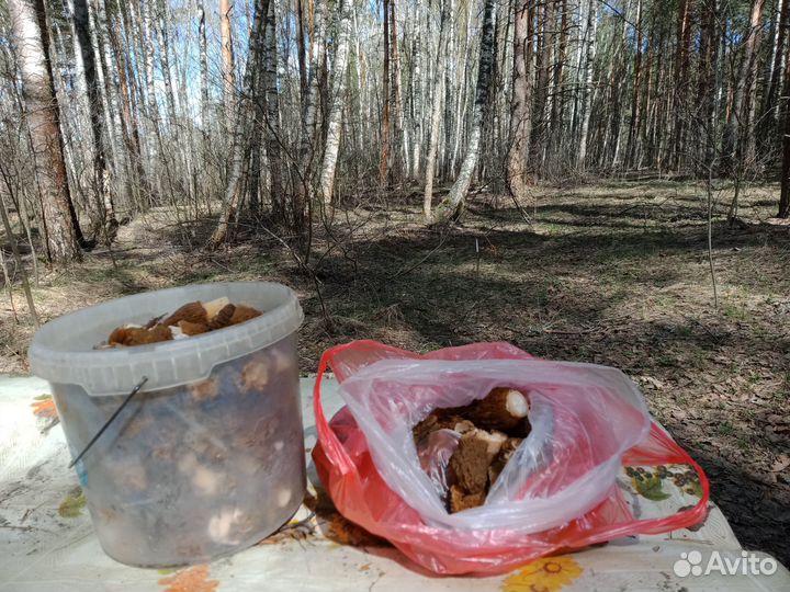 Свежие грибы.А так же маринованные и сушёные