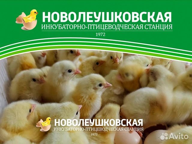 Суточные цыплята бройлера кобб 500 и росс 308