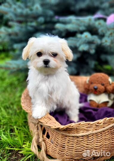 Щенки мальтипу f1 mini