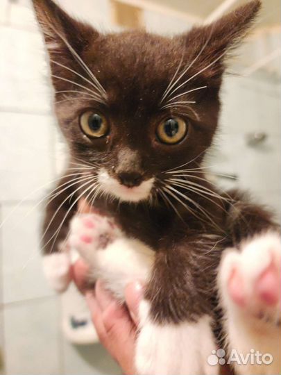 Котёнок черно-белый 2 месяца
