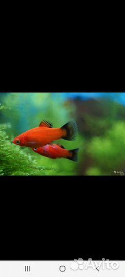 Аквариумные рыбки