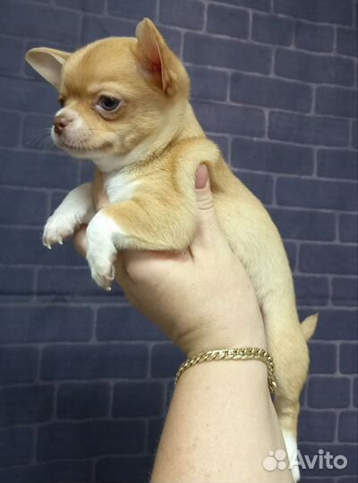 Чихуахуа шикарная красотка