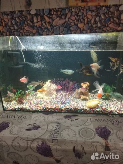 Аквариум с рыбками