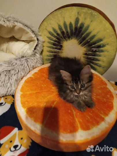 Малышка ищет дом