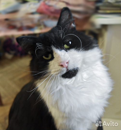 Атос - благородный кот вашей мечты