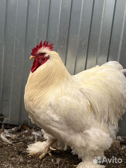 Цыплята пород: Орпингтон, Конхенхин, Русская хохл