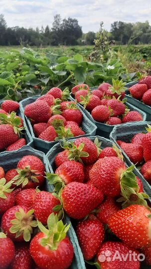 Клубника с доставкой в день сбора