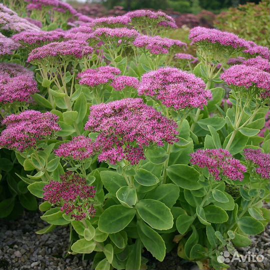 Многолетники Монарда Очиток Золотой корень Мята