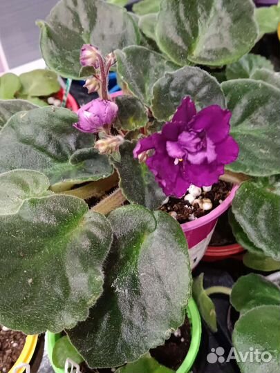 Фиалки сортовые более 70 сортов