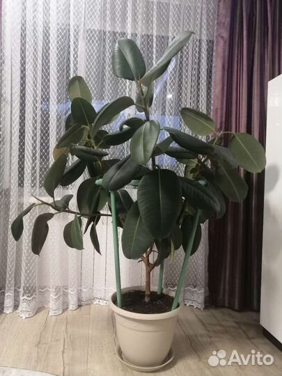 Фикус каучуконосный большой